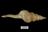 藏品(標準長旋螺)的圖片